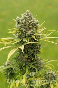 DINAFEM - Dinamed CBD Plus