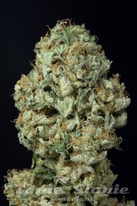 DINAFEM - Dinamex Auto