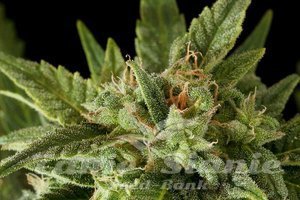 DINAFEM - Fruit Autoflowering