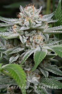 DINAFEM - Gorilla