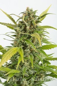 DINAFEM - Haze Autoflowering CBD