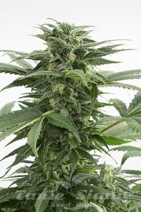 DINAFEM - Haze XXL Auto