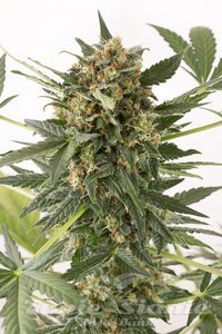 DINAFEM - Kush'n'Cheese Auto