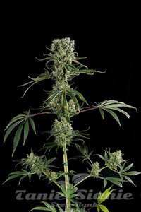 DINAFEM - Moby Dick #2