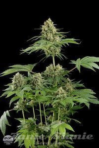 DINAFEM - Moby Dick