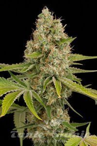 Og Kush - DINAFEM