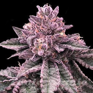 Nasiona DNA Cake - DNA GENETICS