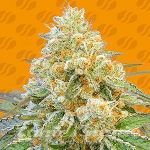 Do Si Dos OG - ORIGINAL SENSIBLE SEEDS