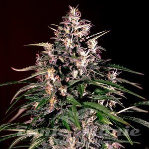 Nasiona Dosi Auto - G13 LABS