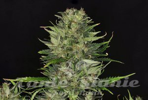 Nasiona DoSiDos Auto - KANNABIA SEED