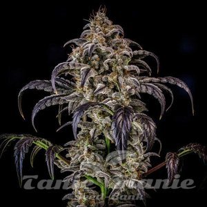 Double Grape Auto - MEPHISTO GENETICS