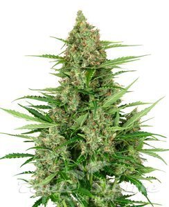 Nasiona Double Kush Cake Auto - SENSI SEEDS