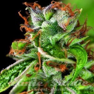 Nasiona Double OG Haze - PYRAMID SEEDS