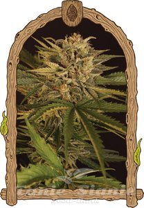 Nasiona Dr. Greenman Pure CBD - EXOTIC SEED