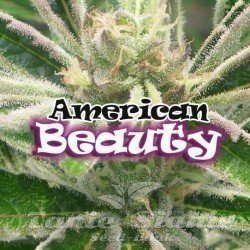 American Beauty - DR UNDERGROUND