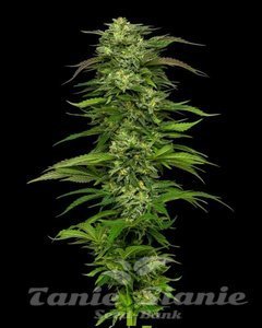 Dream Queen Auto - HUMBOLDT SEED COMPANY