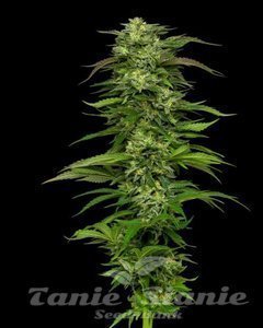 Dream Queen - HUMBOLDT SEED COMPANY