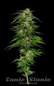 Dream Queen - HUMBOLDT SEED COMPANY