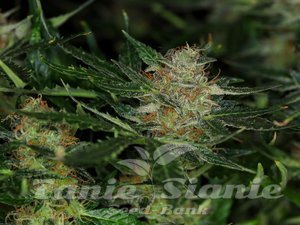 Nasiona Dream Sherbet Auto - KANNABIA SEED