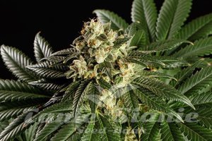 Nasiona Dream Sherbet - KANNABIA SEED