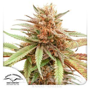 Nasiona Durban Dew - DUTCH PASSION