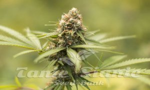 Durban Poison - BIOGENETIC