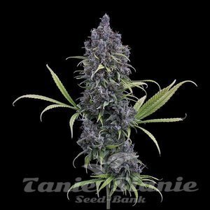 Durban Thai x C99 - BROTHERS GRIMM SEEDS