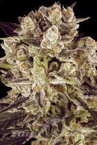 Nasiona Durga Mata II CBD - PARADISE SEEDS