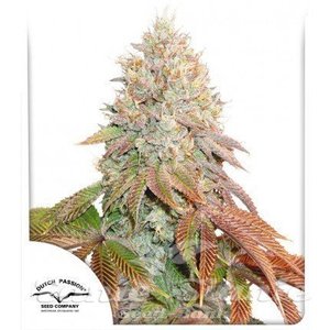 Auto Banana Blaze - DUTCH PASSION