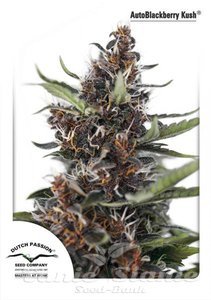 Auto Blackberry Kush - DUTCH PASSION