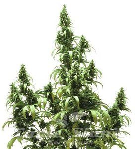 Auto Blueberry - DUTCH PASSION