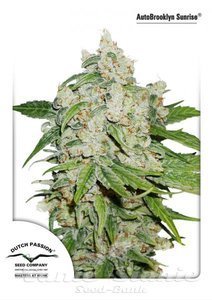 Auto Brooklyn Sunrise - DUTCH PASSION