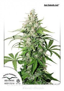 Auto Cinderella Jack - DUTCH PASSION