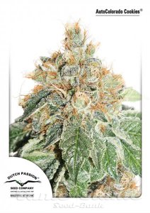 Auto Colorado Cookies - DUTCH PASSION