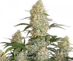 Auto Critical Orange Punch - DUTCH PASSION