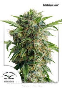Auto Daiquiri Lime - DUTCH PASSION