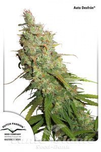 Auto Desfran - DUTCH PASSION