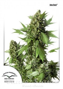Auto Duck - DUTCH PASSION