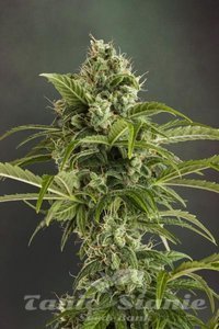 Auto Euforia - DUTCH PASSION