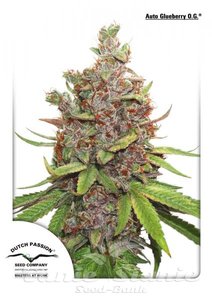 Auto Glueberry O.G. - DUTCH PASSION
