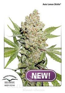 Auto Lemon Zkittle - DUTCH PASSION