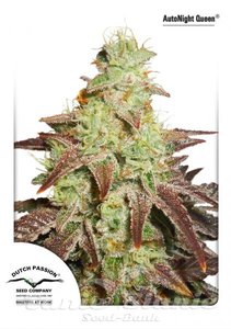 Auto Night Queen - DUTCH PASSION