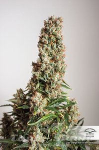 Auto Orange Bud - DUTCH PASSION