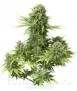 Auto StarRyder - DUTCH PASSION