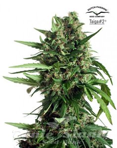 Auto Taiga#2 - DUTCH PASSION