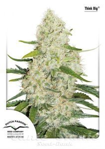 Auto Think Big - DUTCH PASSION