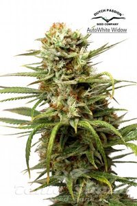 Auto White Widow - DUTCH PASSION