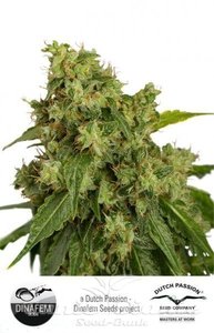 Auto Xtreme - DUTCH PASSION