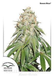 Banana Blaze - DUTCH PASSION