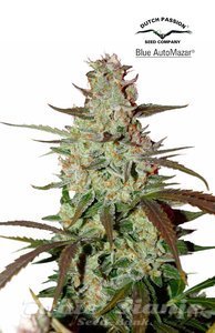 Blue Automazar - DUTCH PASSION